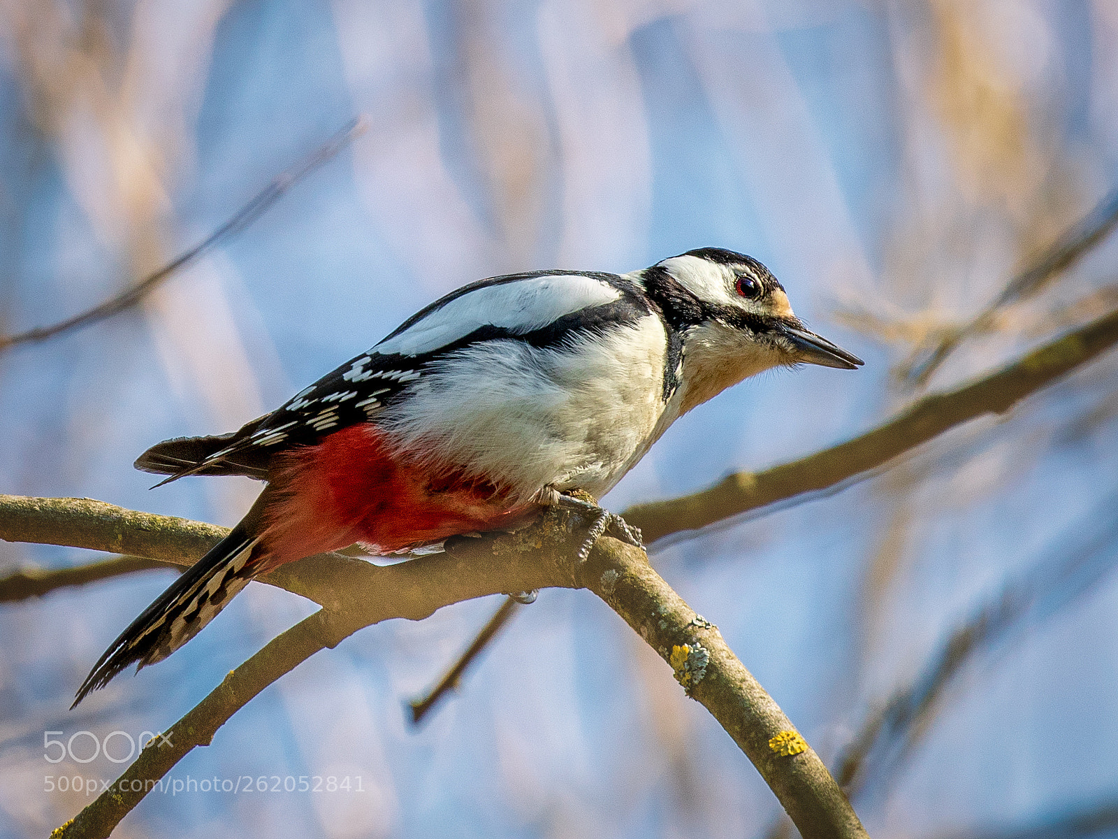 Canon EOS 7D Mark II sample photo. Woodpecker2 photography