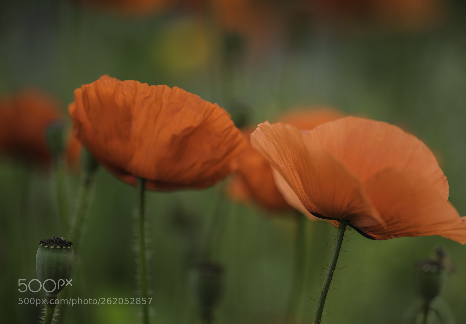 Nikon D750 sample photo. Poppies photography