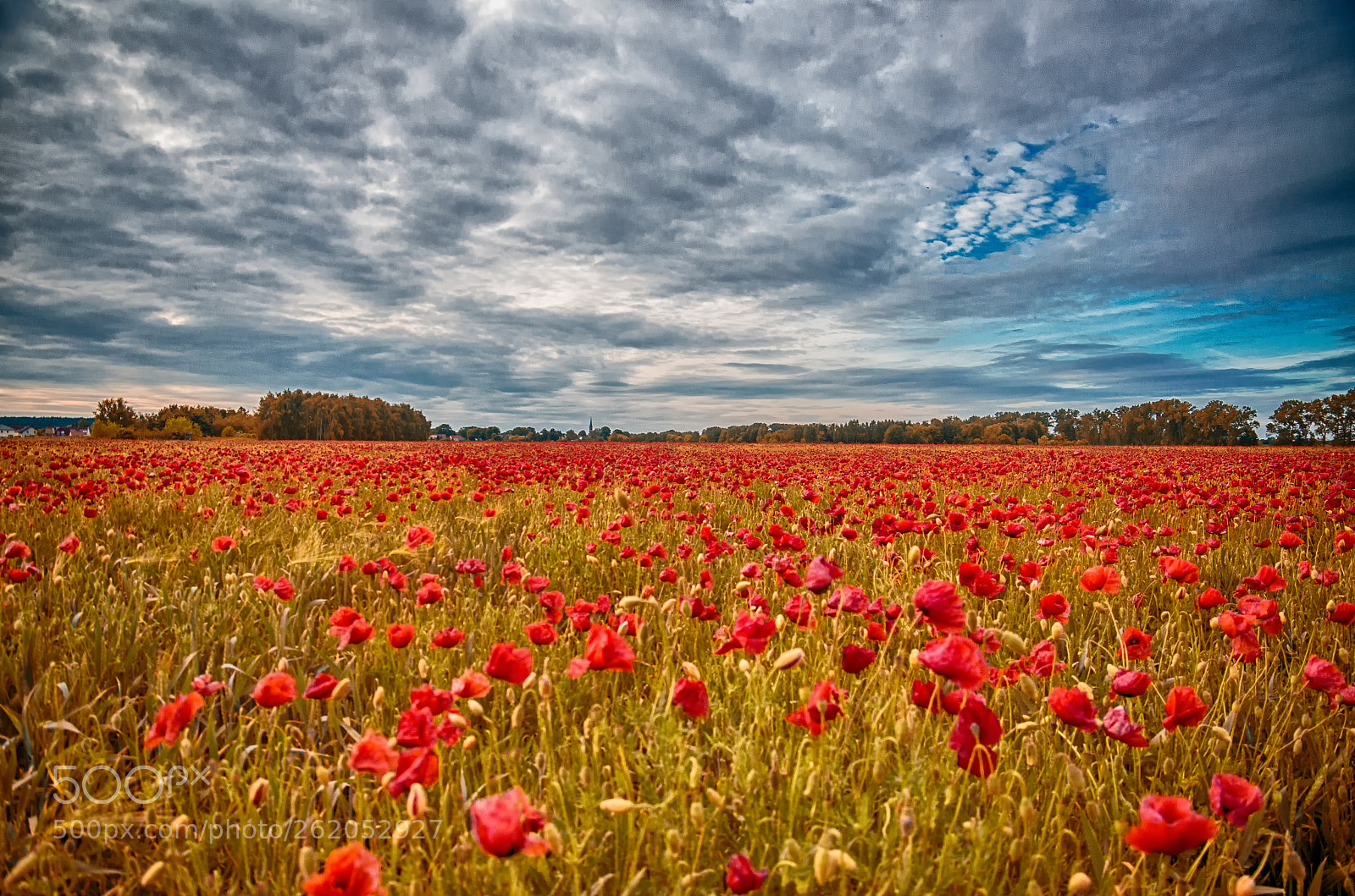 Nikon D7000 sample photo. Poppyfield photography