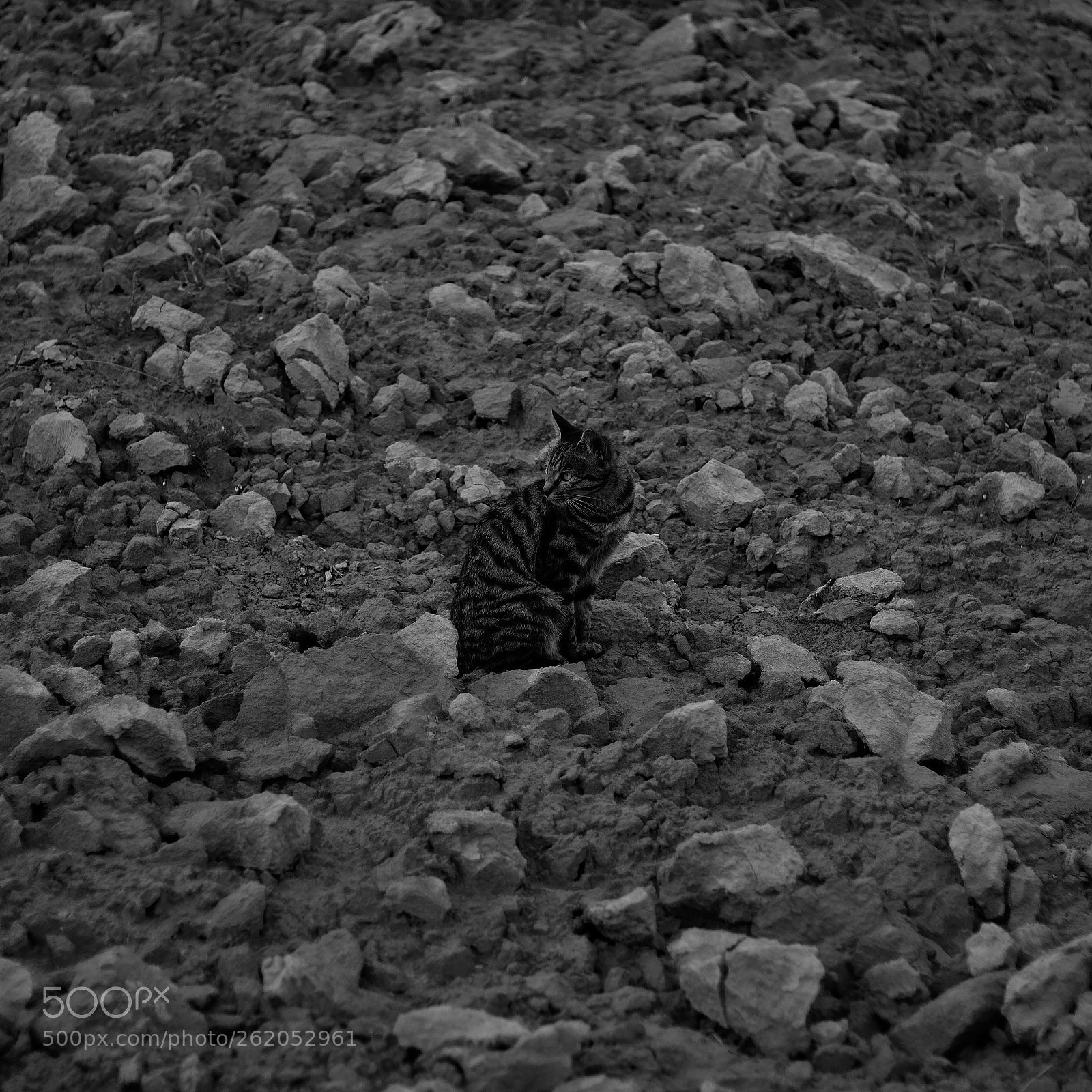 Canon EOS 70D sample photo. Untitled photography