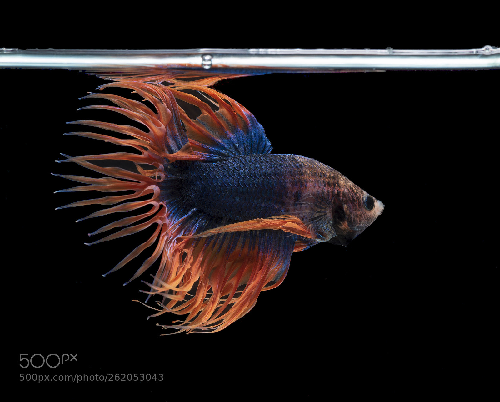 Nikon D750 sample photo. Siamese fighting fish on photography