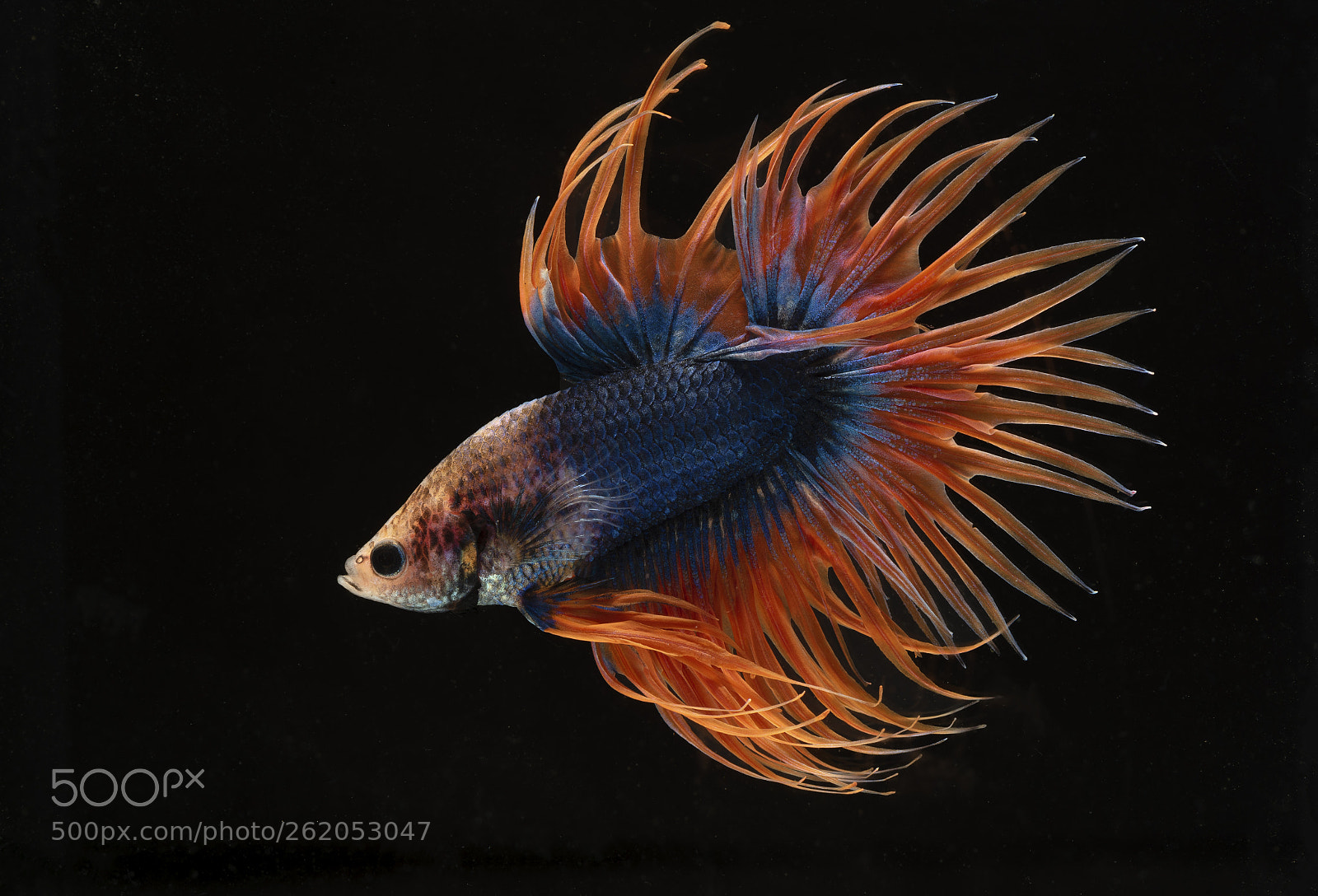 Nikon D750 sample photo. Siamese fighting fish on photography