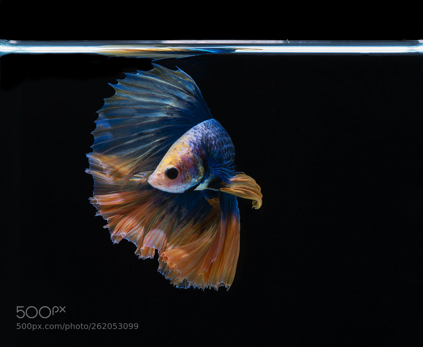 Nikon D750 sample photo. Siamese fighting fish on photography