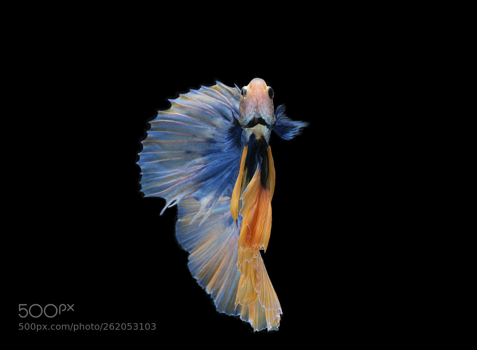 Nikon D750 sample photo. Siamese fighting fish on photography