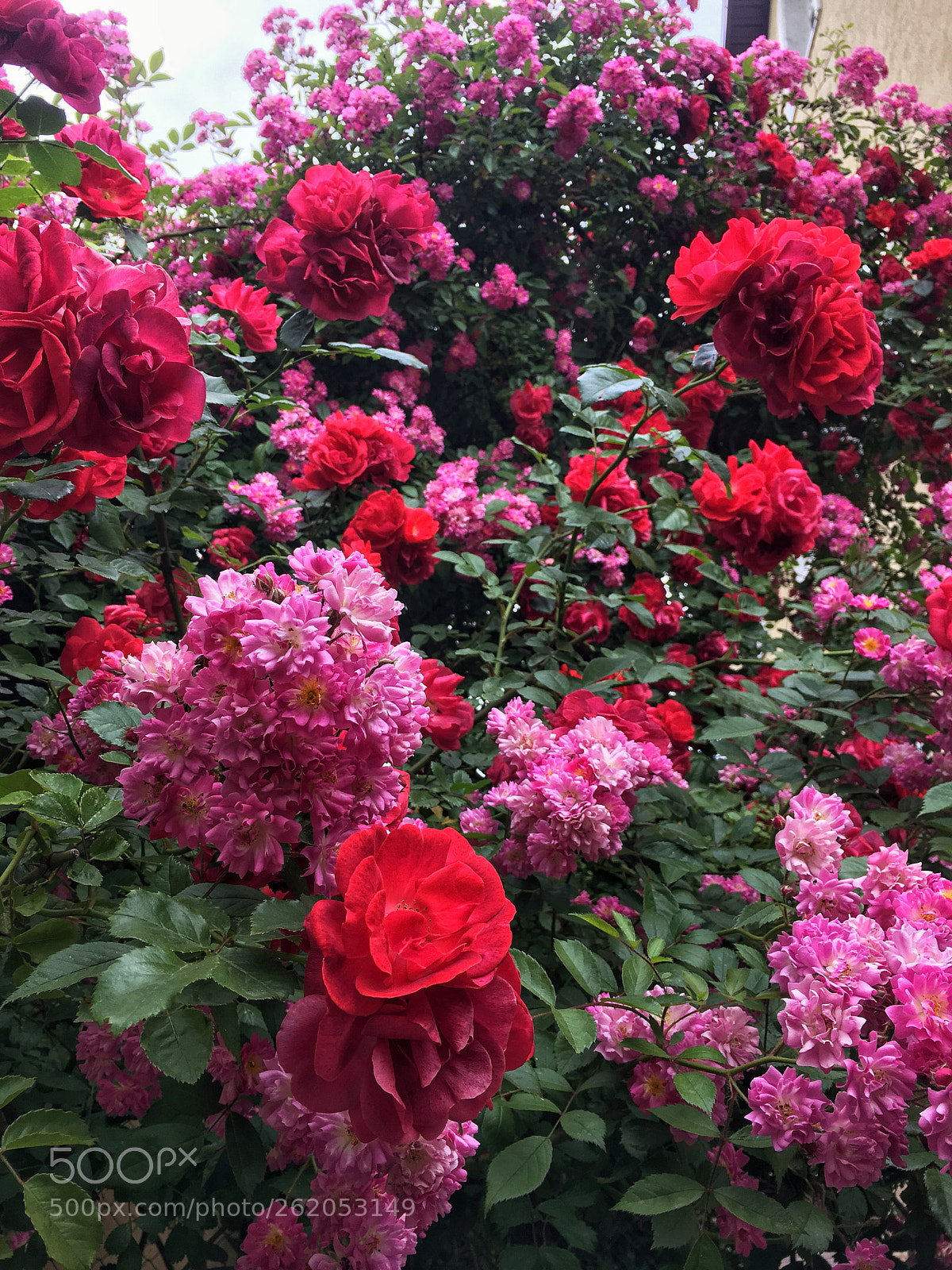 Apple iPhone 6s Plus sample photo. Roses photography