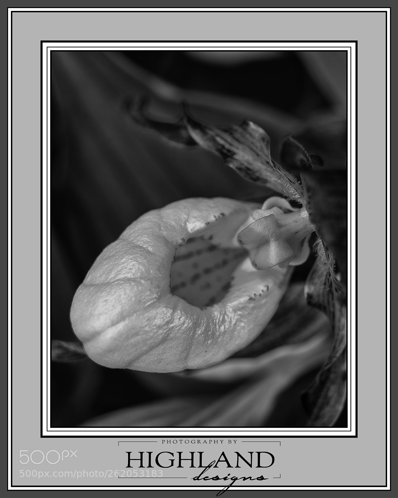 Sony a7 II sample photo. Lady slipper b w photography