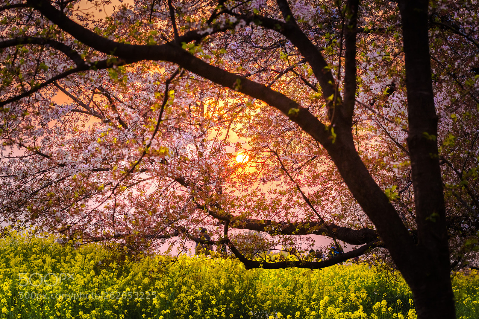 Nikon D850 sample photo. Very beautiful japan sakura photography