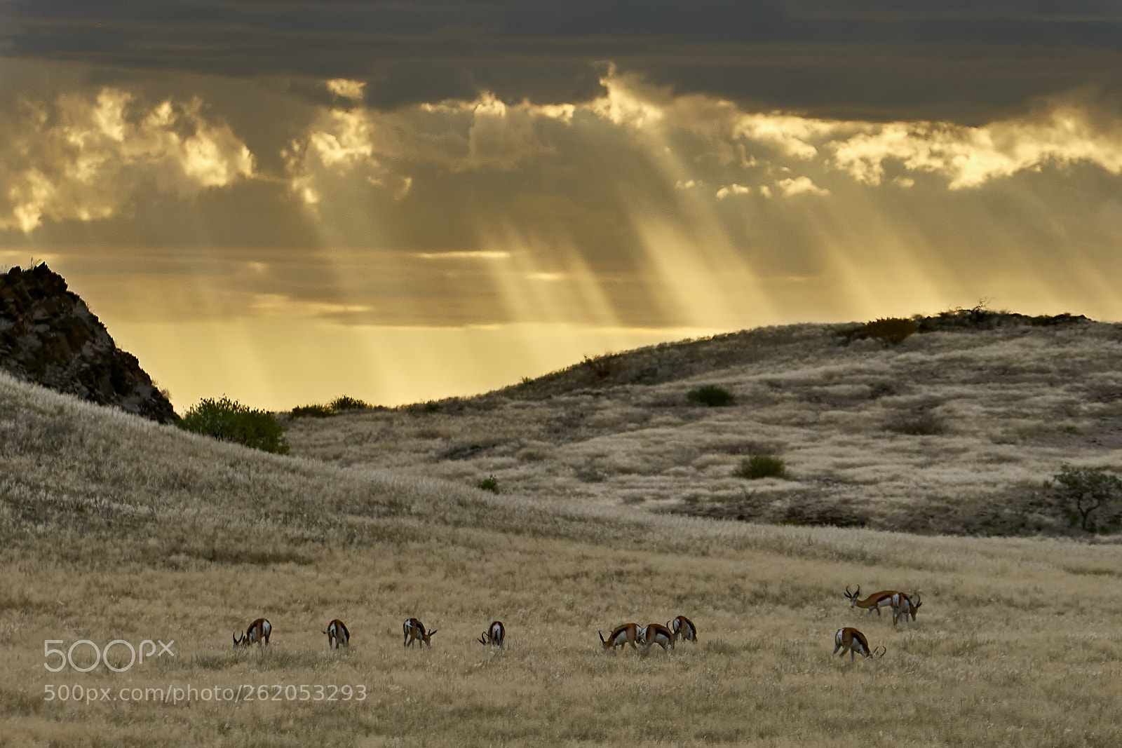 Sony a7R II sample photo. Springbok at dusk, namibia photography