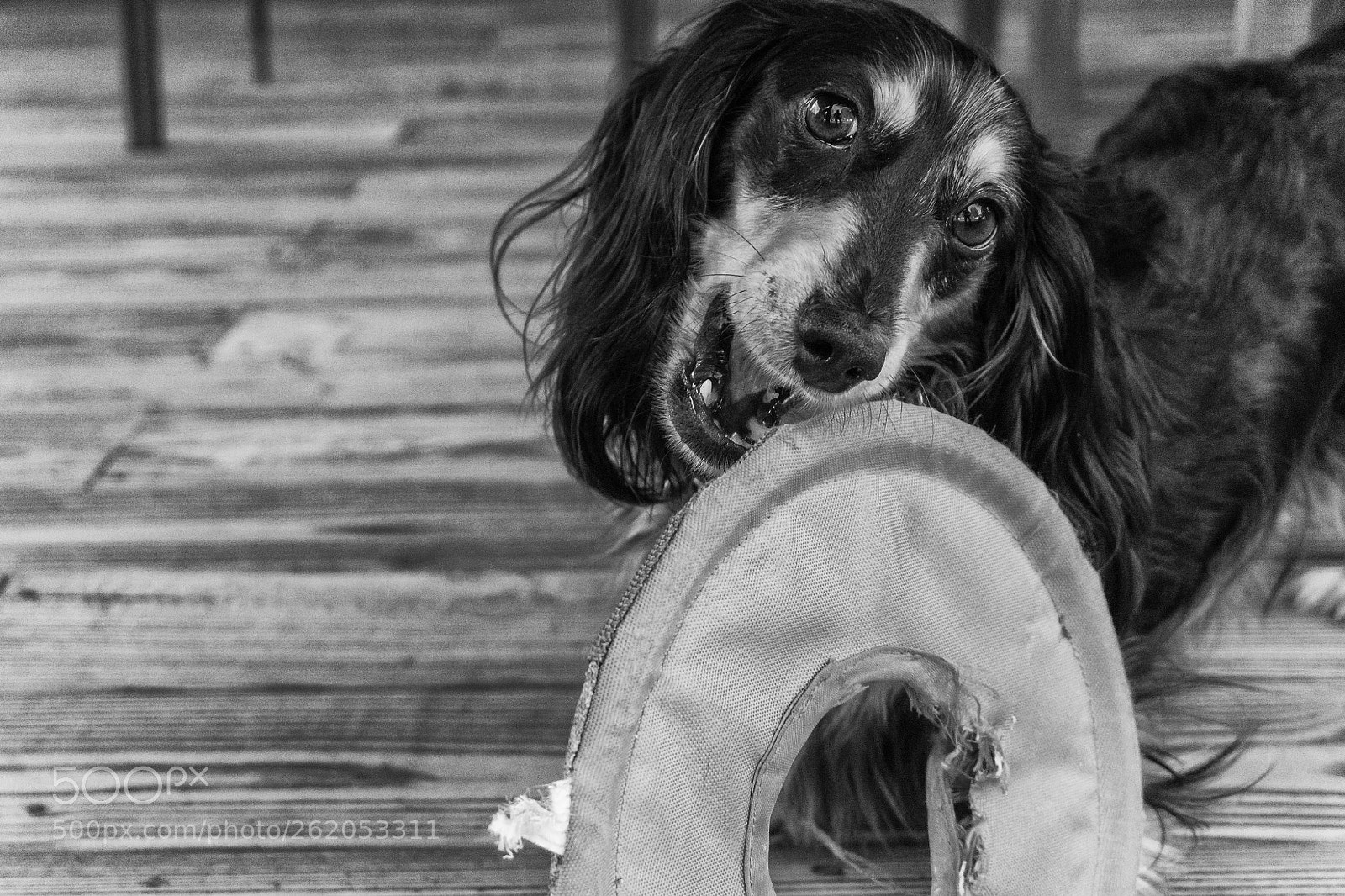 Sony a6000 sample photo. Ring toss photography