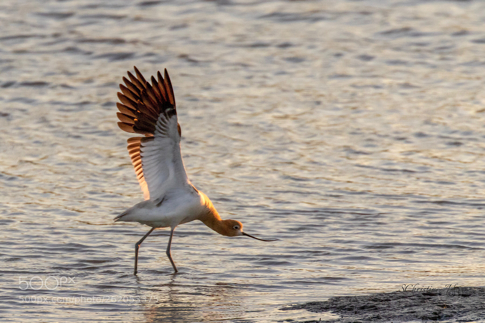 Canon EOS 7D Mark II sample photo. “streatcccccccch”
american avocets photography