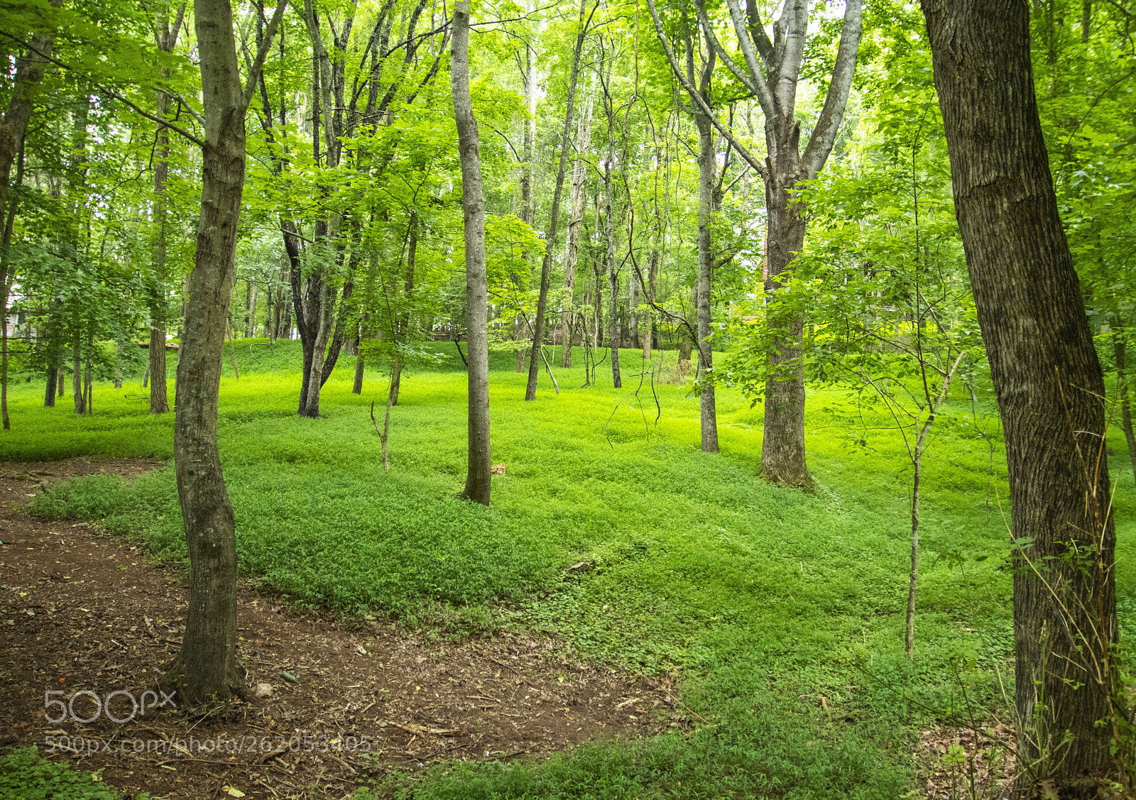 Canon EOS 77D (EOS 9000D / EOS 770D) sample photo. Woodlands photography