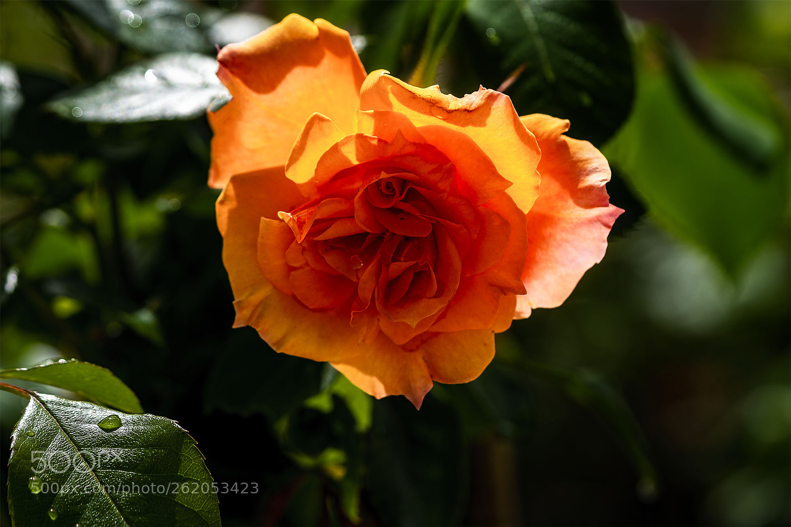 Sony a6300 sample photo. Blüten 120518-014 photography