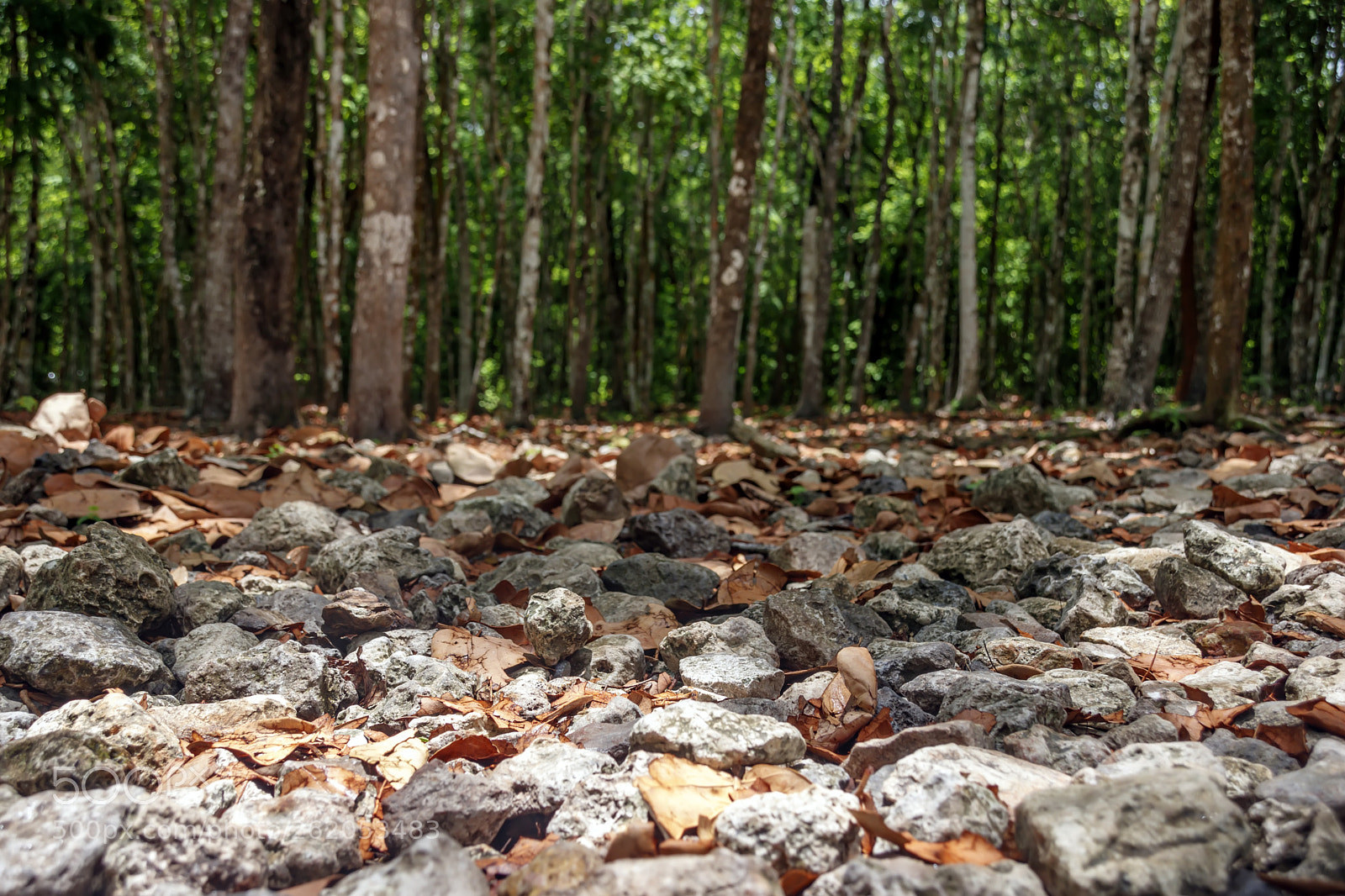 Canon EOS 80D sample photo. Fallen dry leaves lie photography