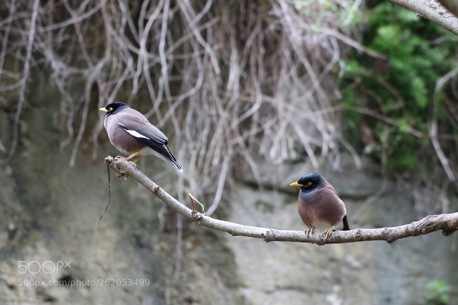Canon EOS 750D (EOS Rebel T6i / EOS Kiss X8i) sample photo. Asia myna photography