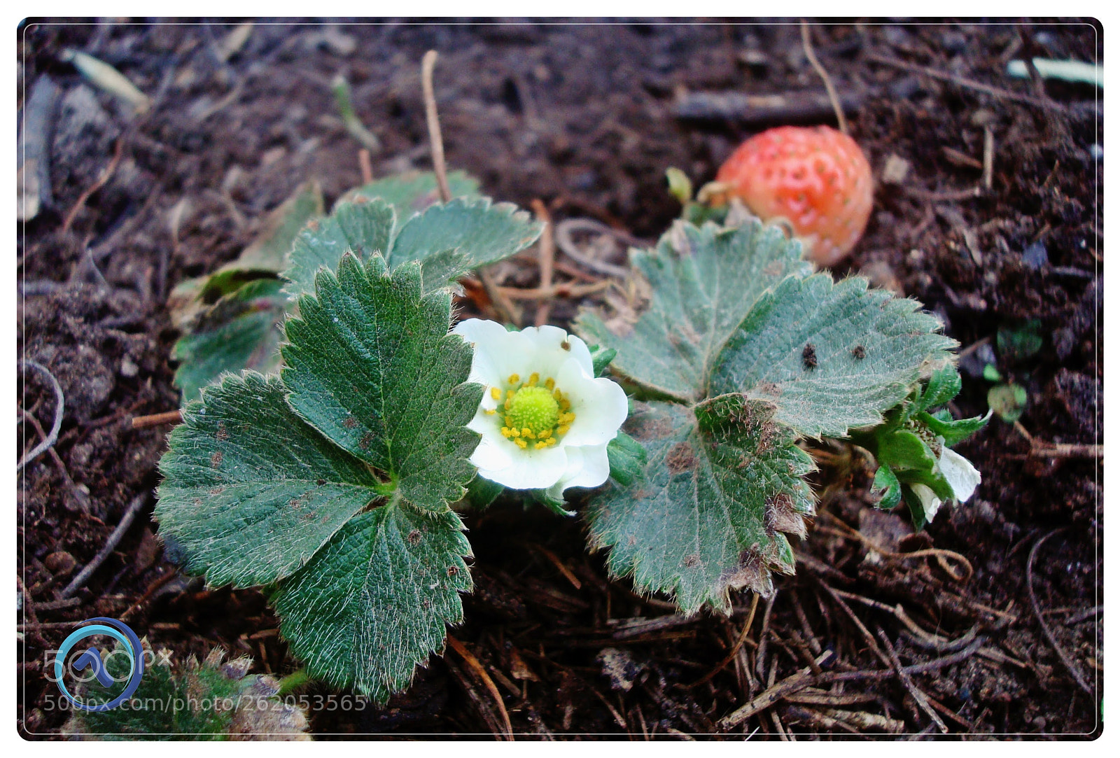 Sony DSC-W90 sample photo. Fresas photography