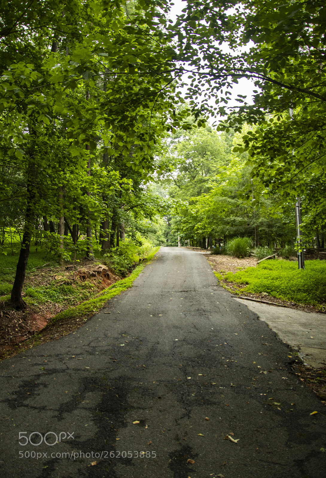 Canon EOS 77D (EOS 9000D / EOS 770D) sample photo. Woodland drive photography