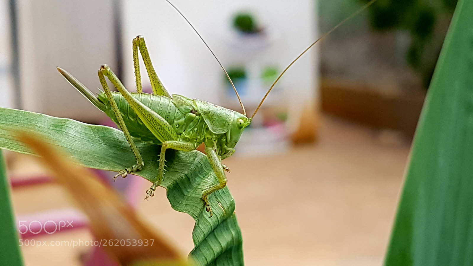 Samsung Galaxy S7 Edge sample photo. Saltamontes photography