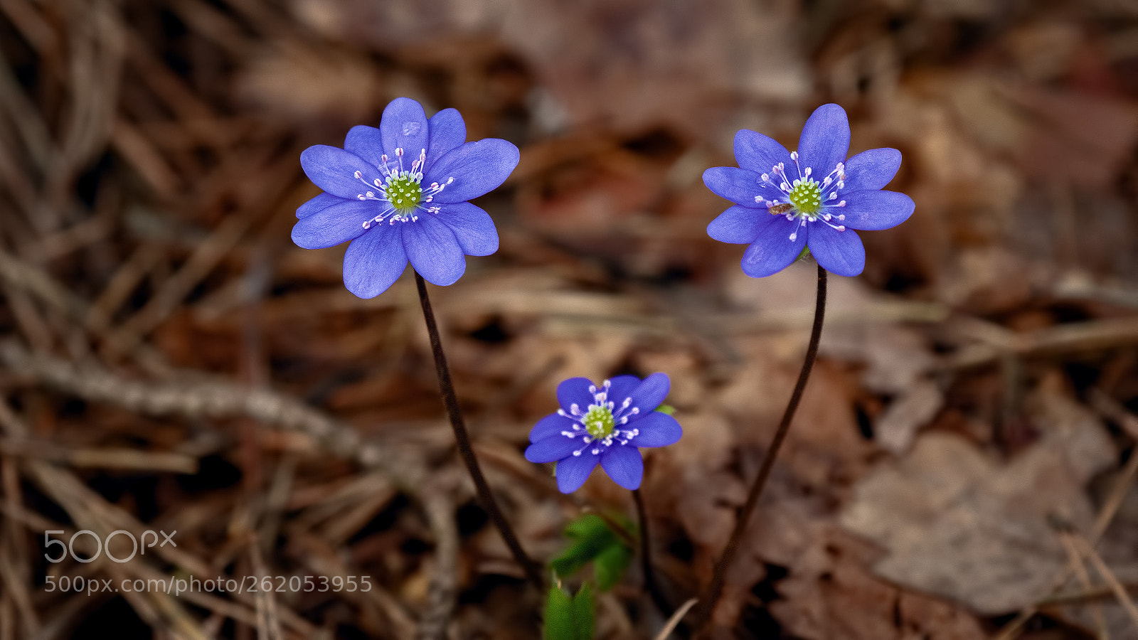 Canon EOS 7D Mark II sample photo. Blue flowers photography