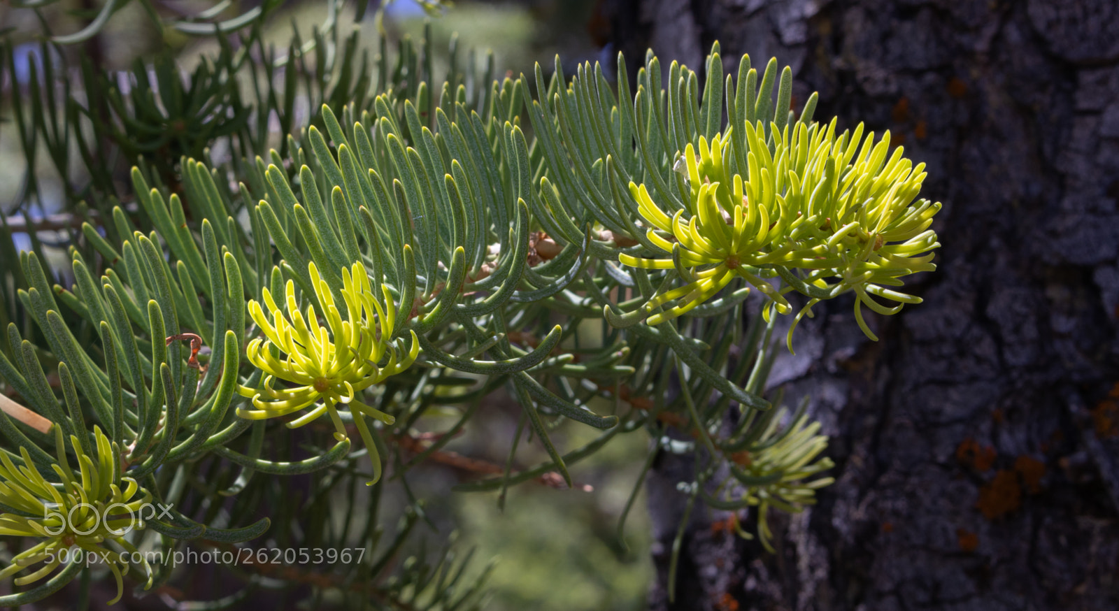 Canon EOS 80D sample photo. Bristlecone pine photography
