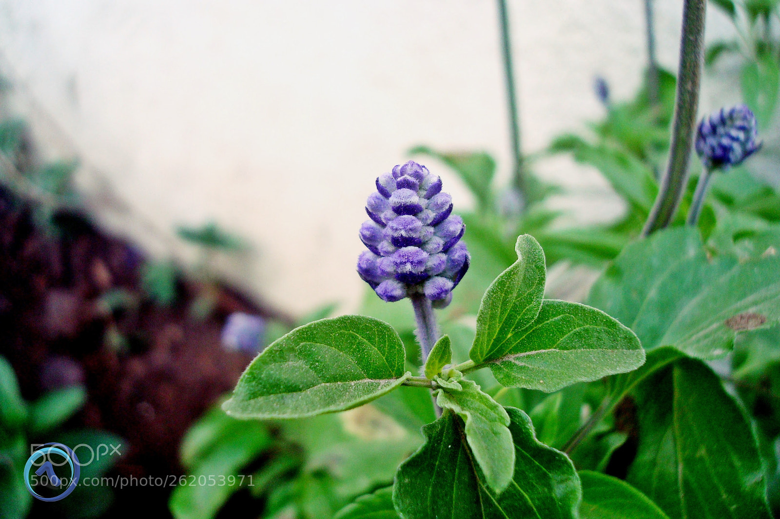 Sony DSC-W90 sample photo. Salvia photography