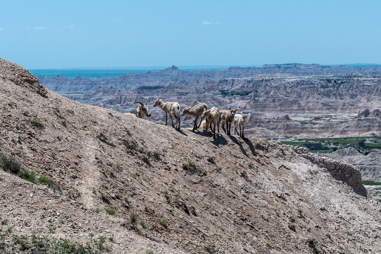 Nikon D500 sample photo. Bighorn sheep & kids,  badlands photography