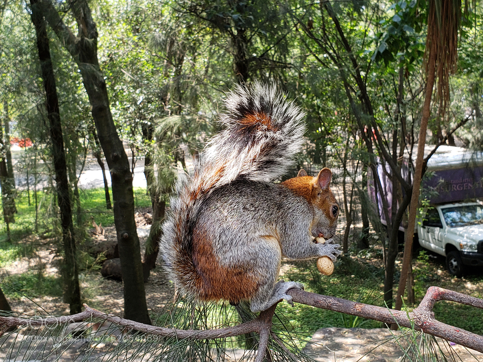 Samsung Galaxy S9 sample photo. Nutty squirrel photography