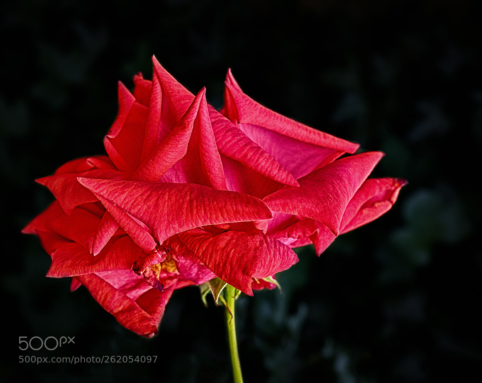 Fujifilm X-T2 sample photo. Mature beauty 5688 photography