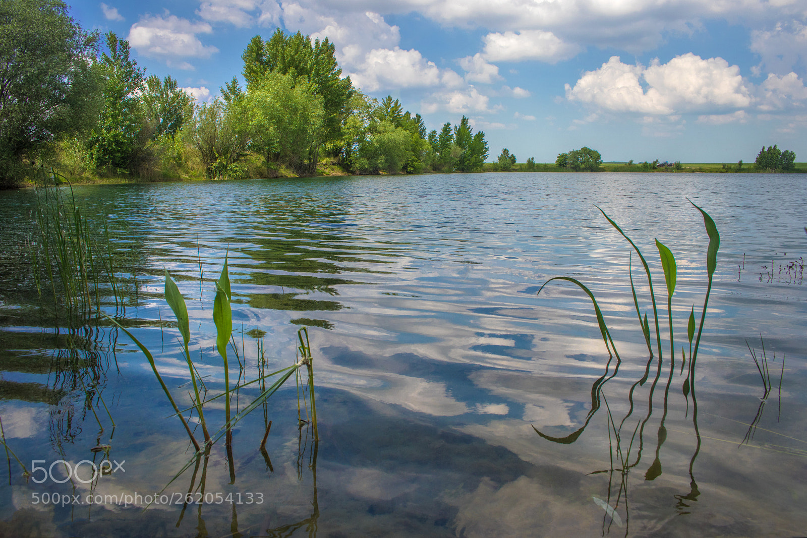 Canon EOS 80D sample photo. Lake flora photography