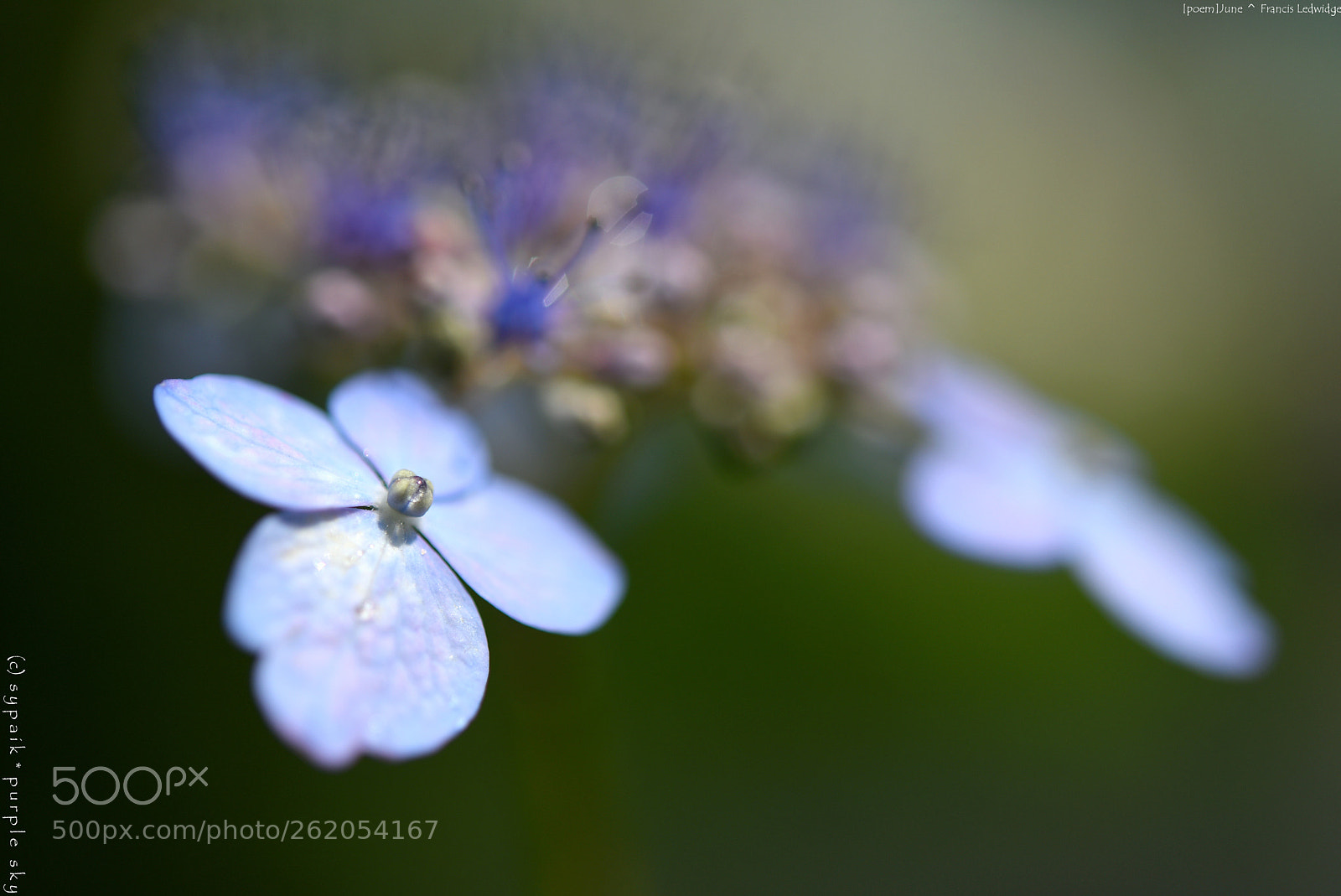 Nikon AF-S Micro-Nikkor 60mm F2.8G ED sample photo. June *** photography