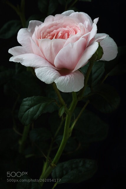 Canon EOS 7D Mark II sample photo. English rose photography
