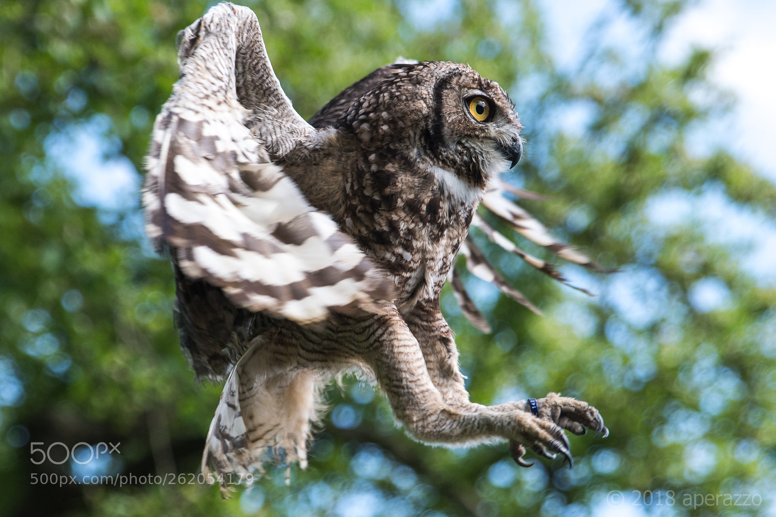 Nikon D500 sample photo. Owl photography
