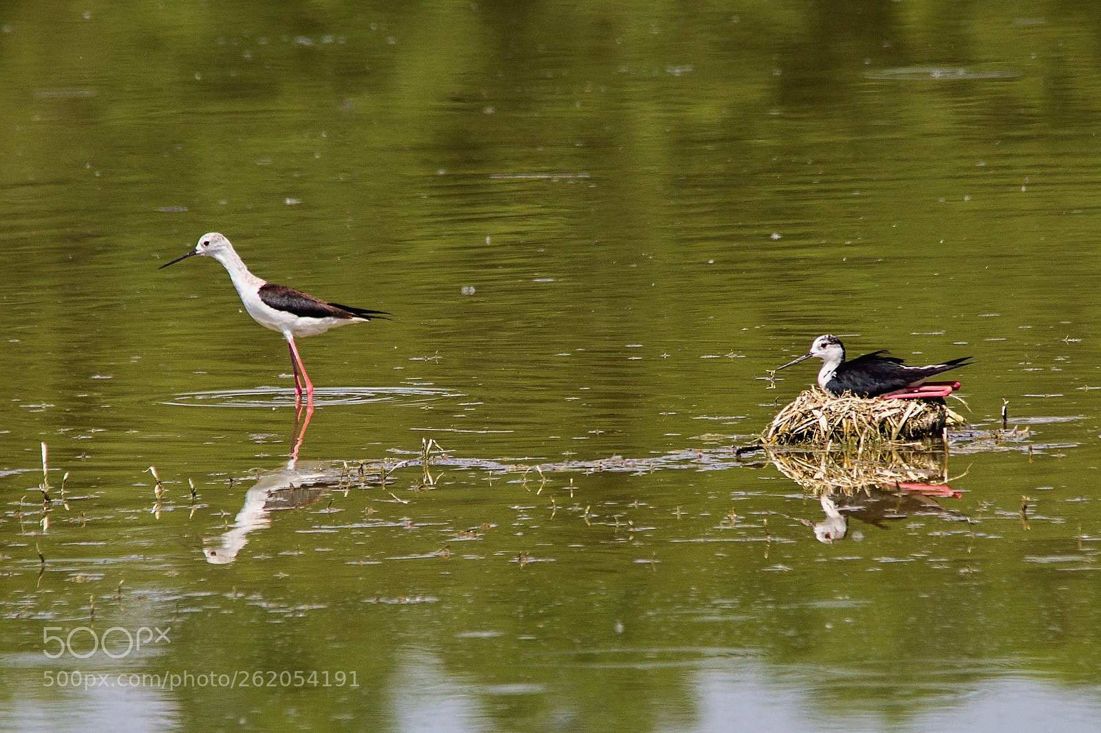 Sigma 150-500mm F5-6.3 DG OS HSM sample photo. Img photography