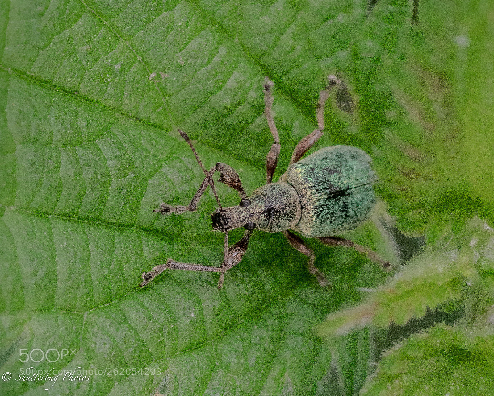 Canon EOS 80D sample photo. Nettle weevil photography