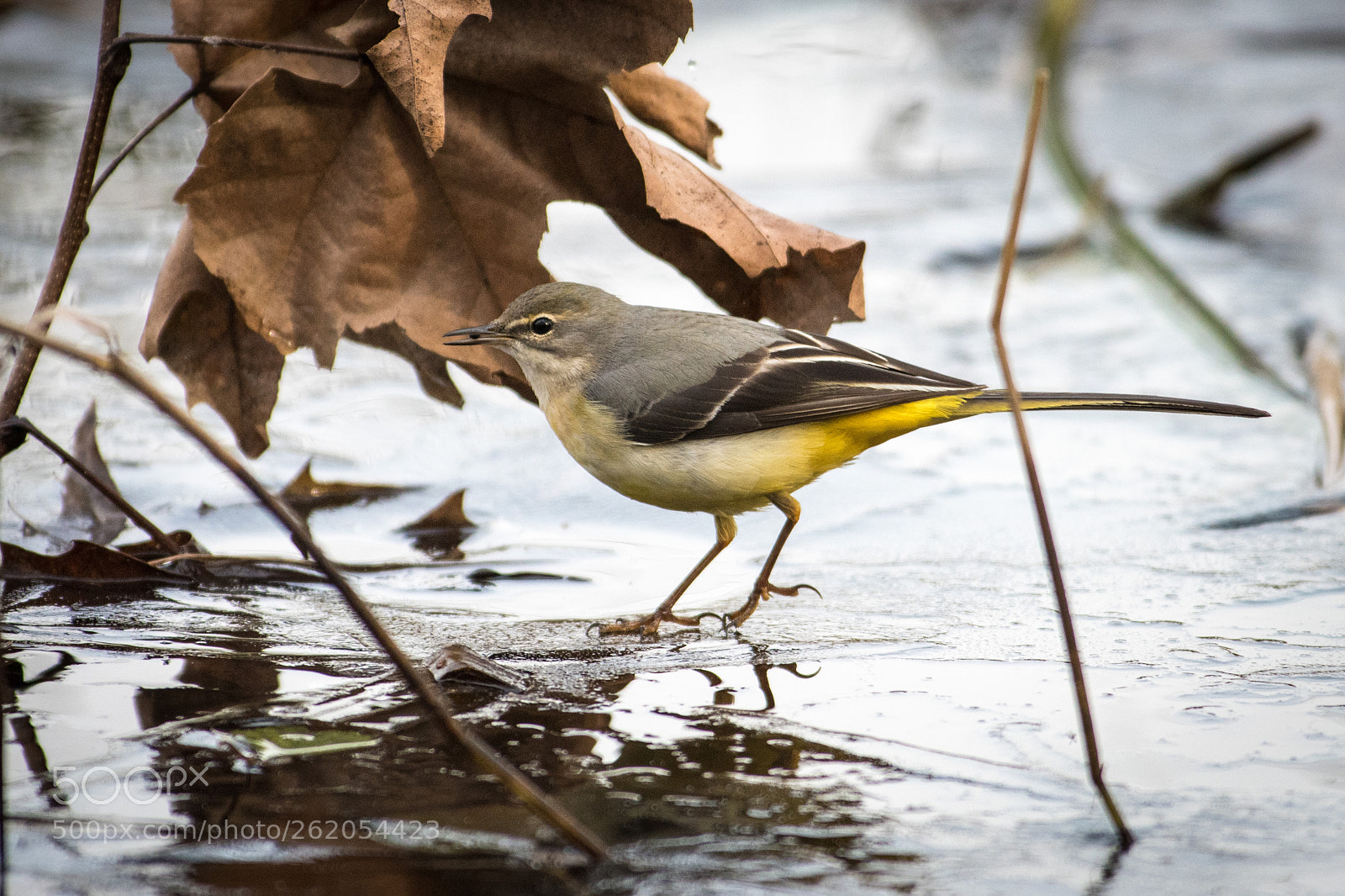 Nikon D810 sample photo. Motacilla cinerea photography