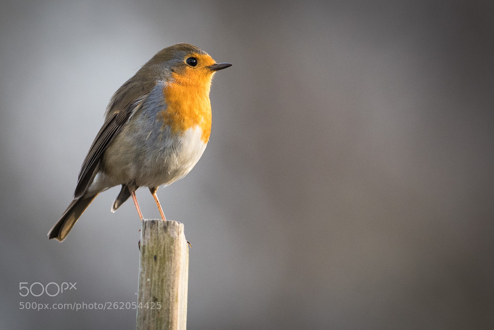 Nikon D810 sample photo. Erithacus rubecula photography