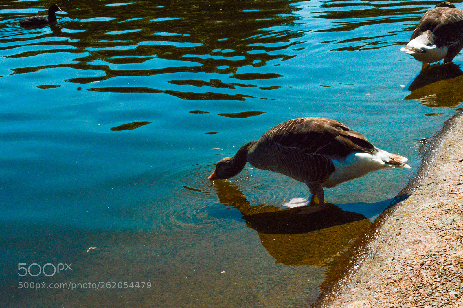 Nikon D3200 sample photo. Duck in the water photography