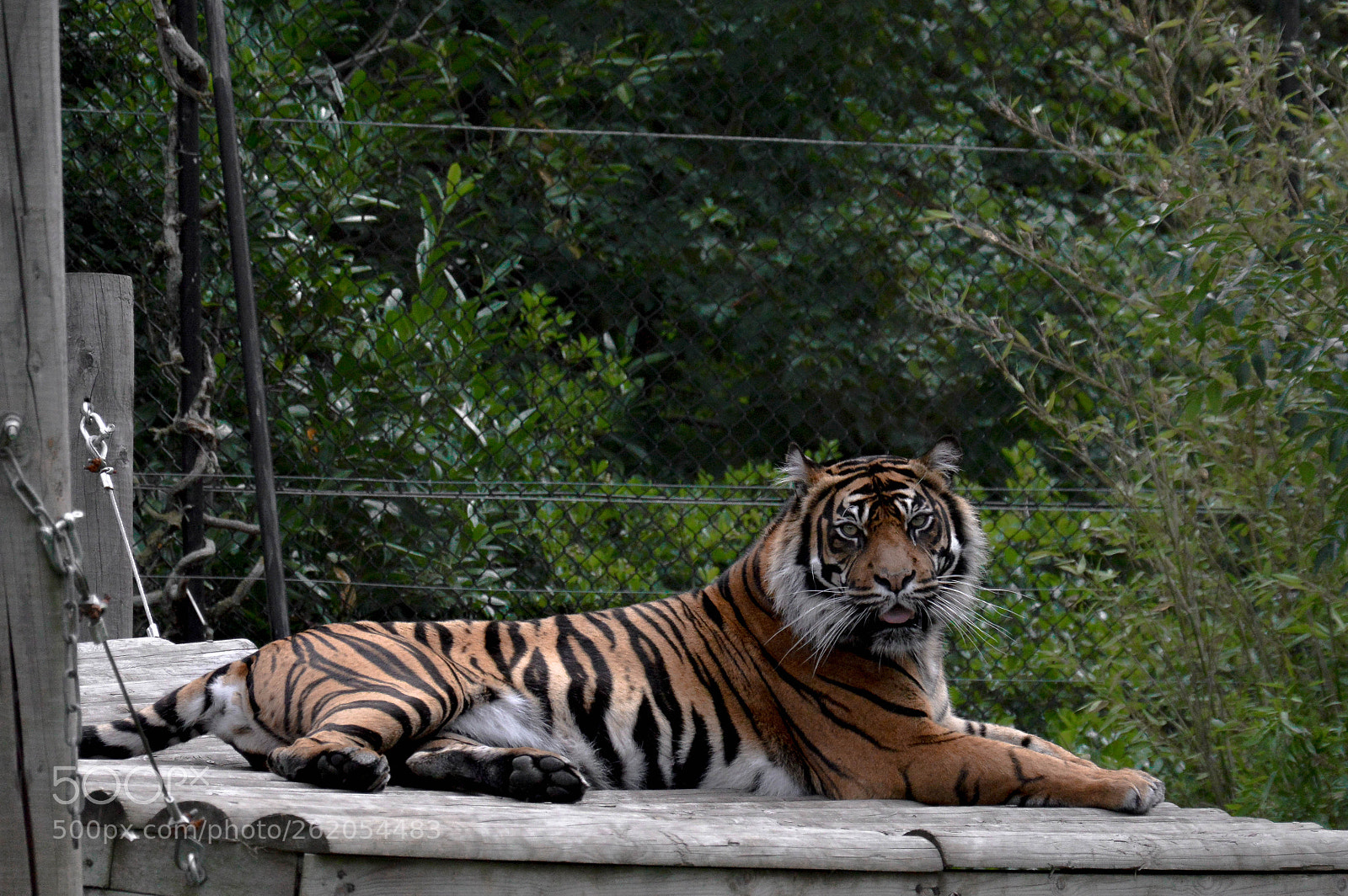 Nikon D3200 sample photo. Tiger photography