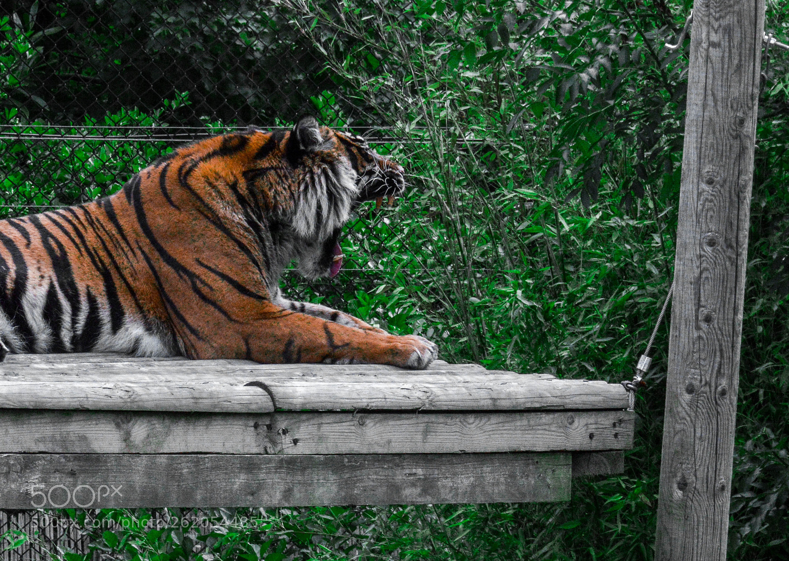 Nikon D3200 sample photo. Tigers roar photography