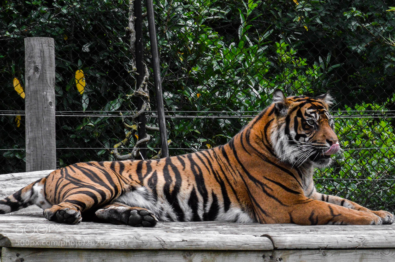Nikon D3200 sample photo. Tiger photography