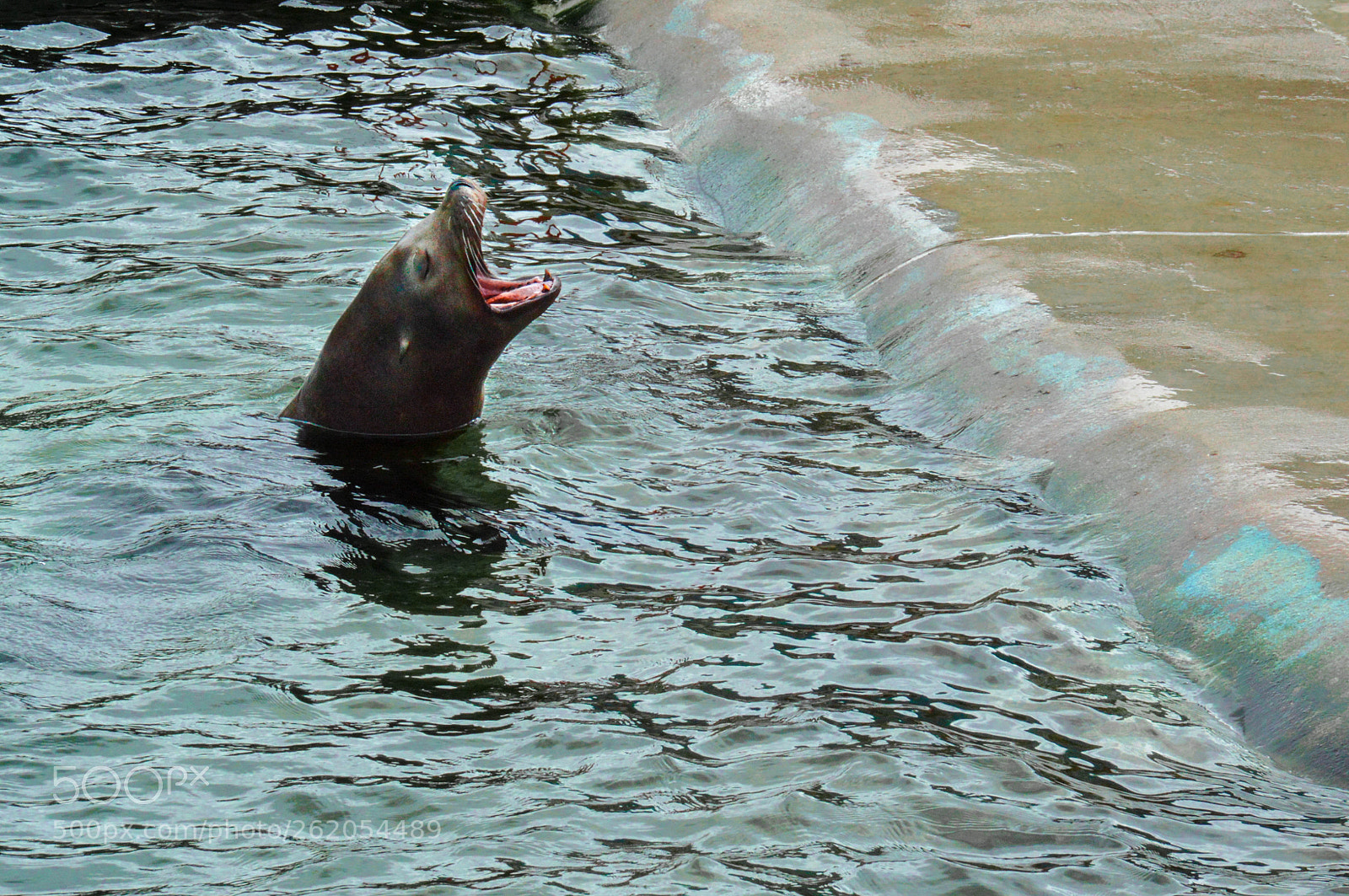 Nikon D3200 sample photo. Sea lion photography