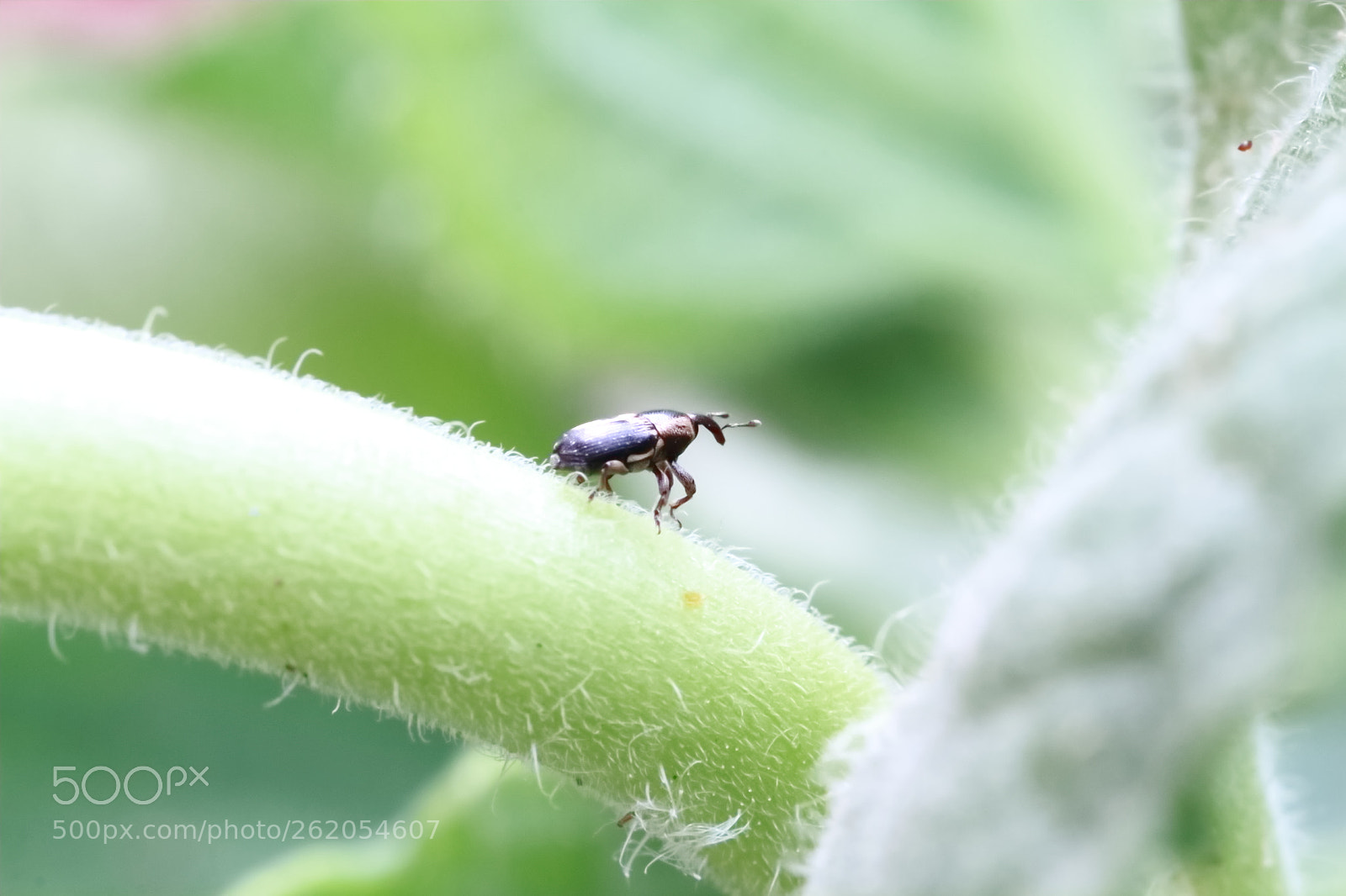 Canon EF 100mm F2.8L Macro IS USM sample photo. 小小甲蟲 photography