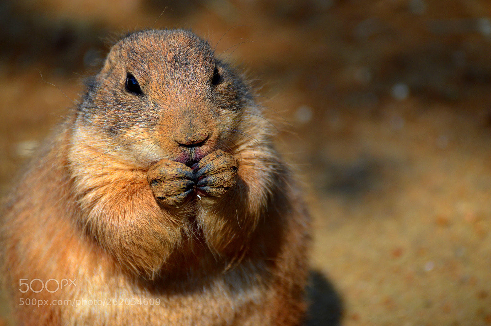 Nikon D3200 sample photo. Hamster eating photography