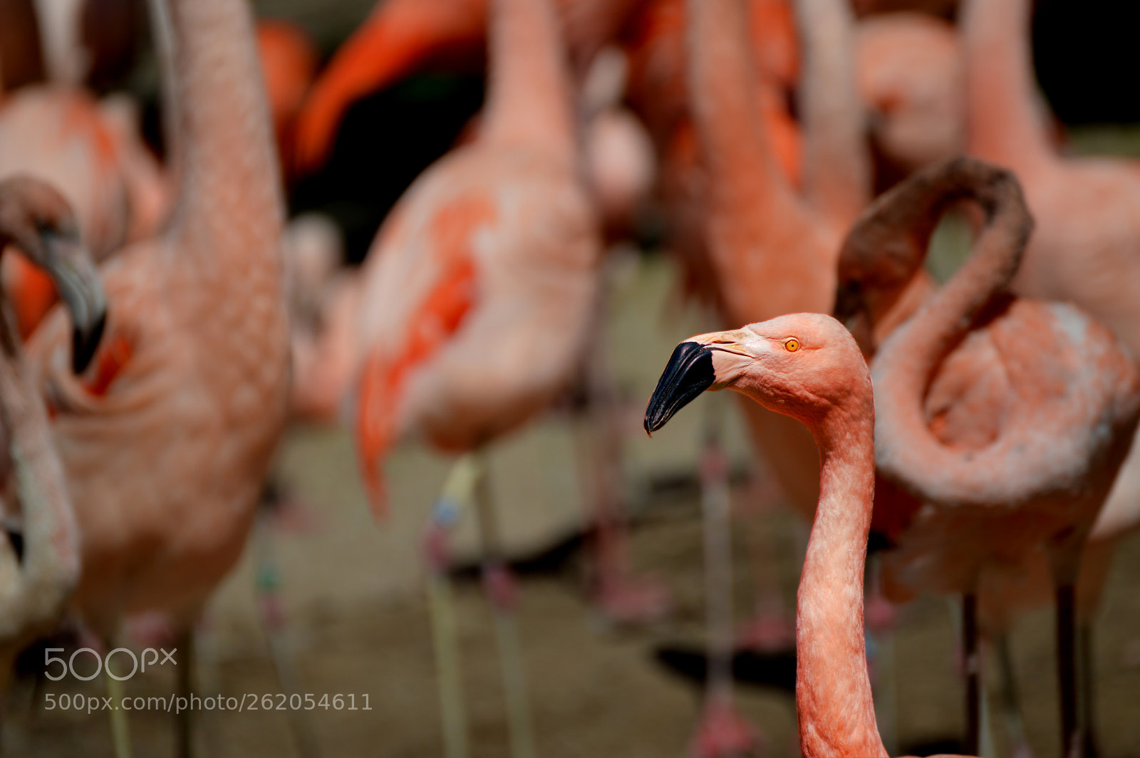 Nikon D3200 sample photo. Flamingo photography