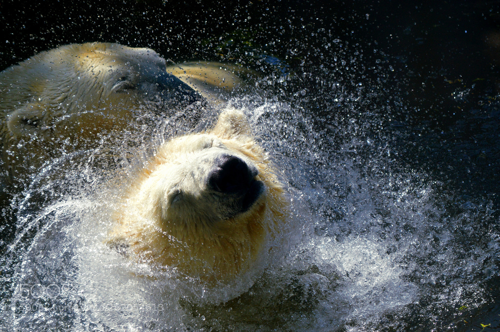 Nikon D3200 sample photo. Polar bear in the photography