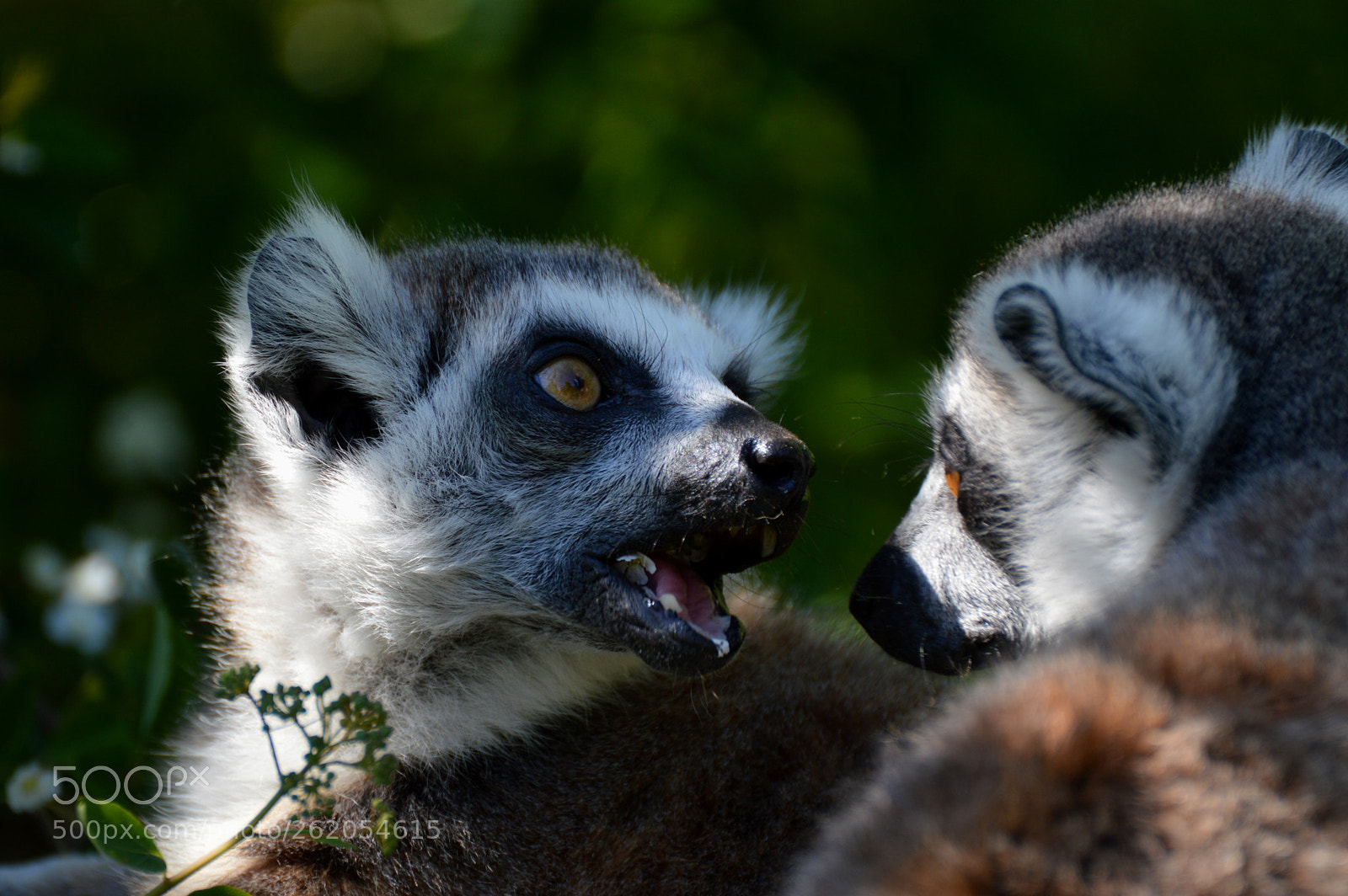 Nikon D3200 sample photo. Two lemurs photography