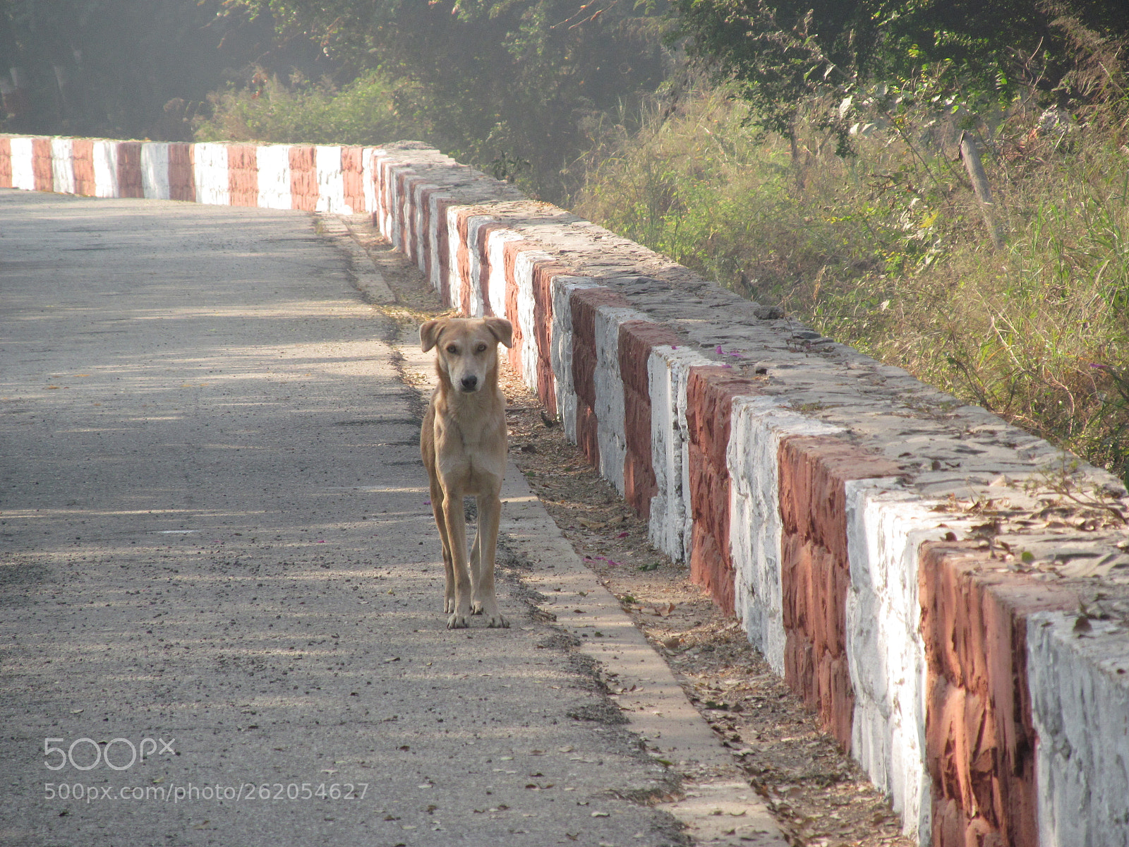 Canon PowerShot SX150 IS sample photo. Pose by a dog photography
