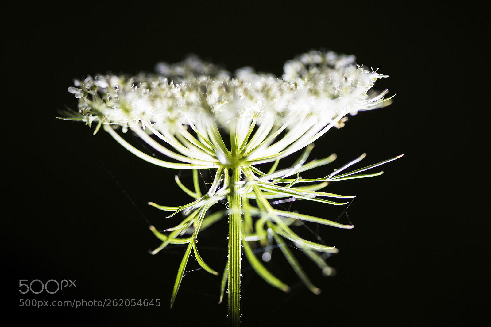 Nikon D810 sample photo. Untitled photography