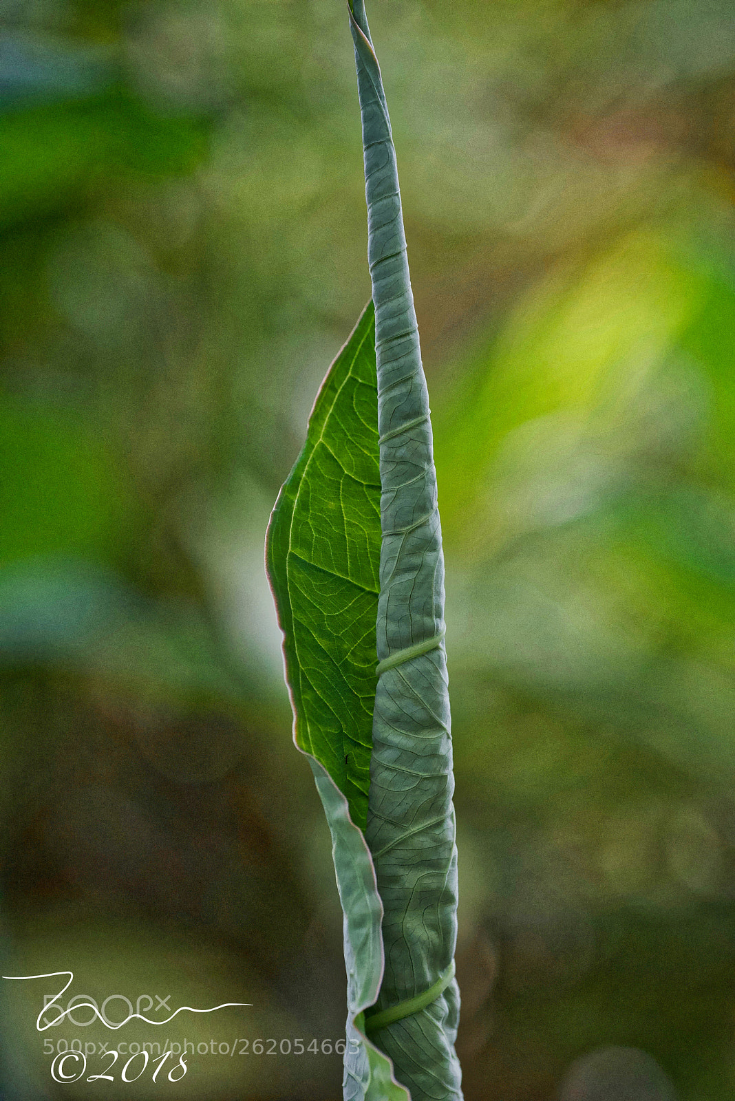 Nikon D750 sample photo. Elephant ears plant photography