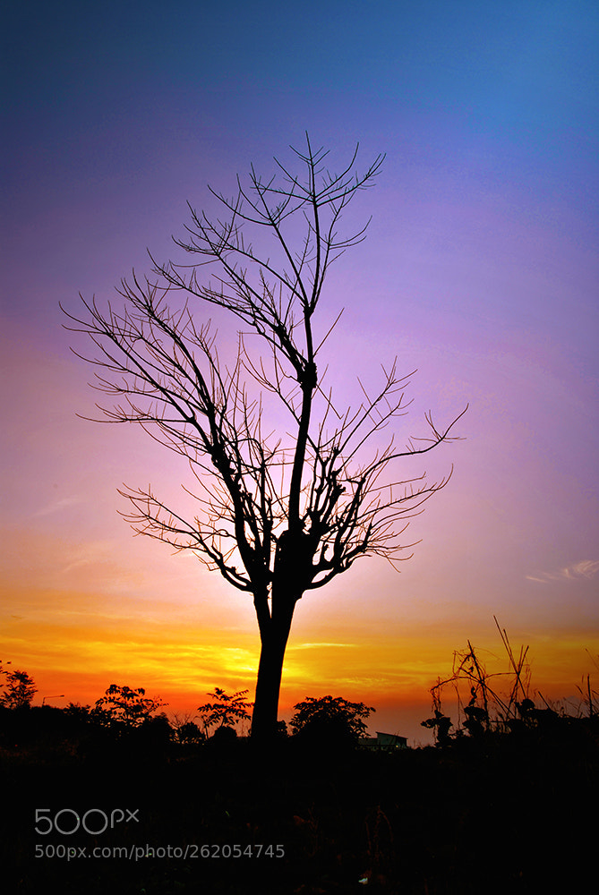Nikon D3000 sample photo. Trees that have died photography
