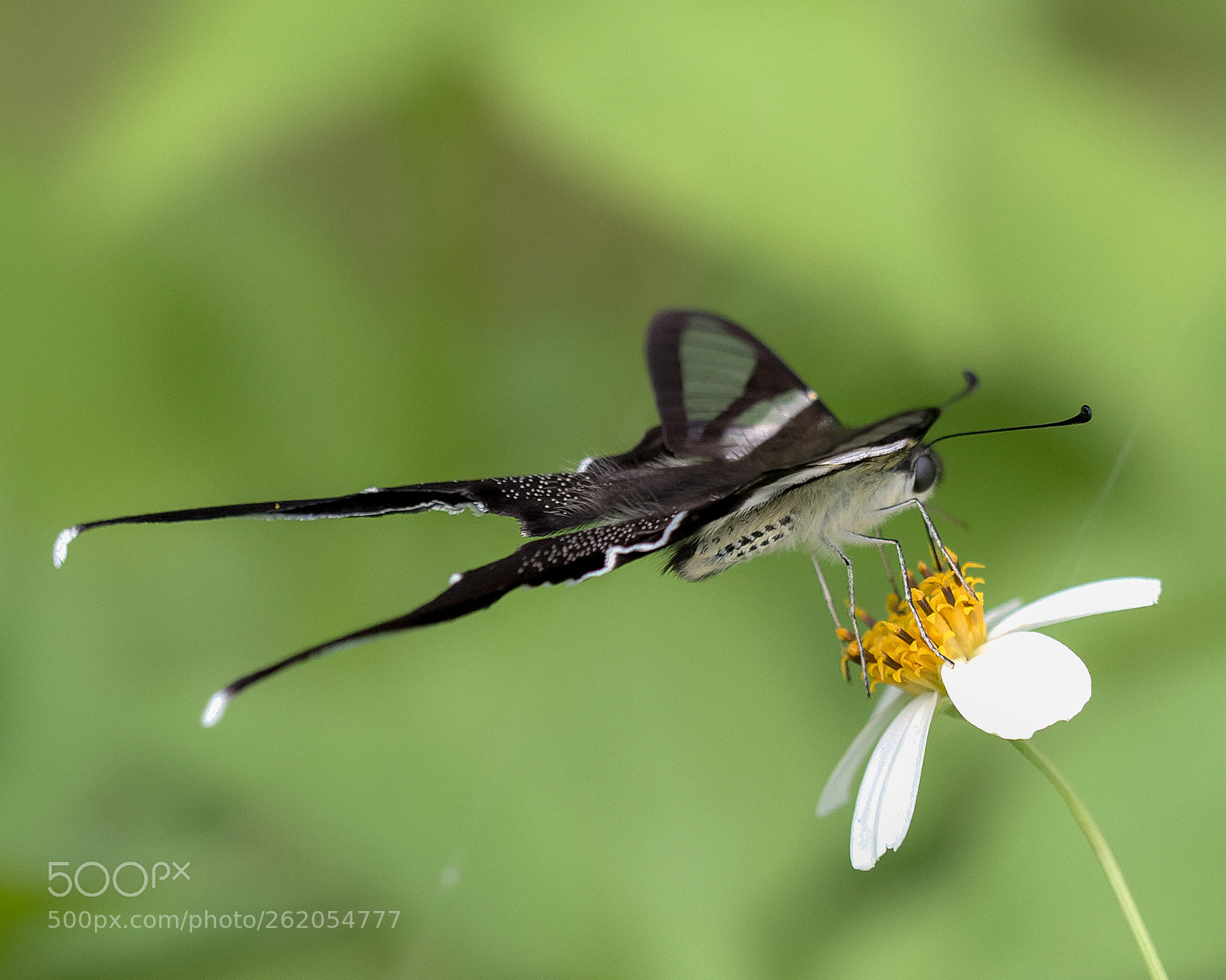 Canon EOS 7D Mark II sample photo. Lamproptera curius photography